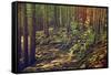 Dense Green Forest-Roxana_ro-Framed Stretched Canvas