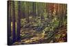 Dense Green Forest-Roxana_ro-Stretched Canvas