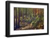 Dense Green Forest-Roxana_ro-Framed Photographic Print