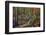 Dense Green Forest-Roxana_ro-Framed Photographic Print