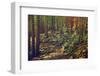 Dense Green Forest-Roxana_ro-Framed Photographic Print