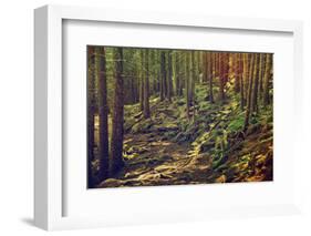 Dense Green Forest-Roxana_ro-Framed Photographic Print