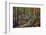 Dense Green Forest-Roxana_ro-Framed Photographic Print