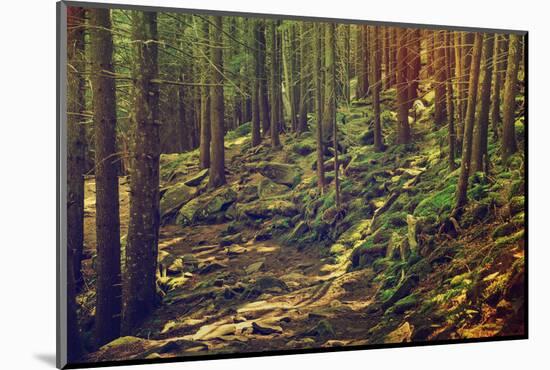 Dense Green Forest-Roxana_ro-Mounted Photographic Print