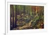 Dense Green Forest-Roxana_ro-Framed Photographic Print