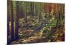 Dense Green Forest-Roxana_ro-Mounted Photographic Print