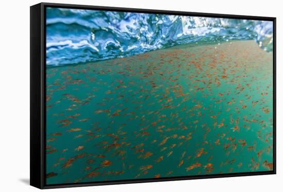 Dense Swarms of Juvenile Squat Lobster (Munida Gregaria) Off Akaroa-Michael Nolan-Framed Stretched Canvas
