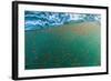 Dense Swarms of Juvenile Squat Lobster (Munida Gregaria) Off Akaroa-Michael Nolan-Framed Photographic Print