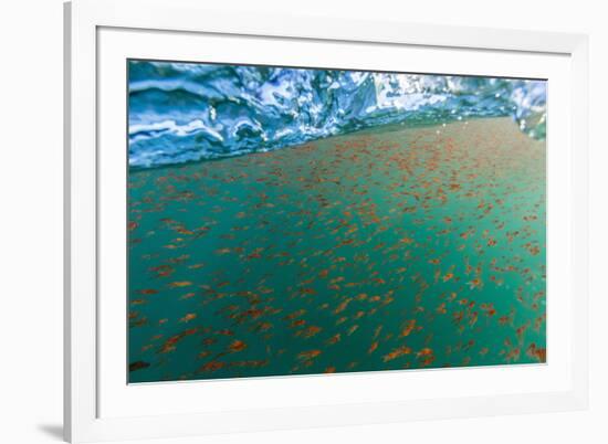 Dense Swarms of Juvenile Squat Lobster (Munida Gregaria) Off Akaroa-Michael Nolan-Framed Photographic Print