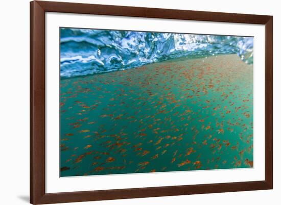 Dense Swarms of Juvenile Squat Lobster (Munida Gregaria) Off Akaroa-Michael Nolan-Framed Photographic Print