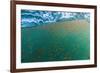 Dense Swarms of Juvenile Squat Lobster (Munida Gregaria) Off Akaroa-Michael Nolan-Framed Photographic Print