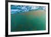 Dense Swarms of Juvenile Squat Lobster (Munida Gregaria) Off Akaroa-Michael Nolan-Framed Photographic Print