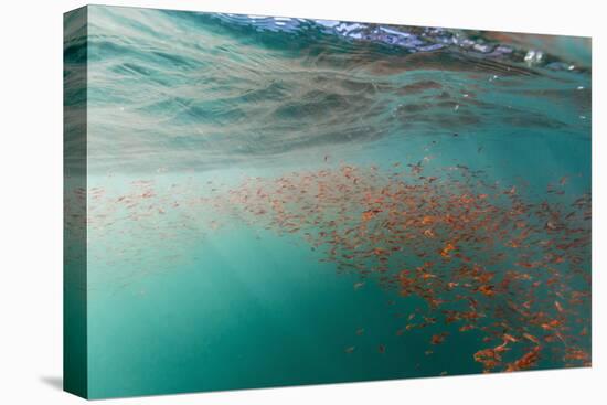 Dense Swarms of Juvenile Squat Lobster (Munida Gregaria) Off Akaroa-Michael Nolan-Stretched Canvas