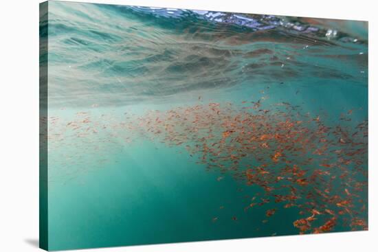 Dense Swarms of Juvenile Squat Lobster (Munida Gregaria) Off Akaroa-Michael Nolan-Stretched Canvas