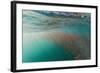 Dense Swarms of Juvenile Squat Lobster (Munida Gregaria) Off Akaroa-Michael Nolan-Framed Photographic Print