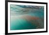 Dense Swarms of Juvenile Squat Lobster (Munida Gregaria) Off Akaroa-Michael Nolan-Framed Photographic Print