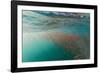 Dense Swarms of Juvenile Squat Lobster (Munida Gregaria) Off Akaroa-Michael Nolan-Framed Photographic Print