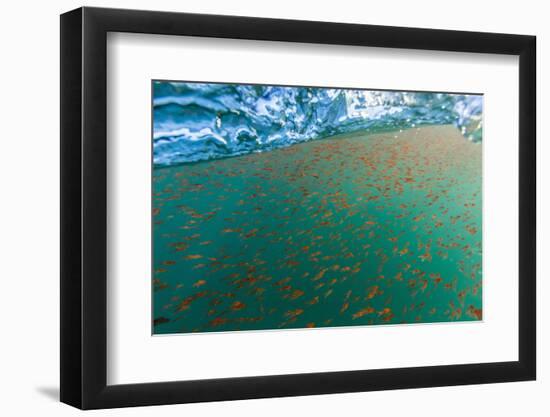 Dense Swarms of Juvenile Squat Lobster (Munida Gregaria) Off Akaroa-Michael Nolan-Framed Photographic Print