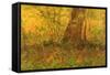 Dense Undergrowth, 1887-Vincent van Gogh-Framed Stretched Canvas