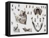 Dental Anatomy-Mehau Kulyk-Framed Stretched Canvas