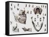 Dental Anatomy-Mehau Kulyk-Framed Stretched Canvas