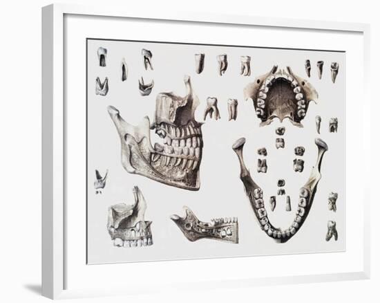 Dental Anatomy-Mehau Kulyk-Framed Photographic Print