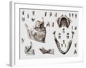 Dental Anatomy-Mehau Kulyk-Framed Photographic Print