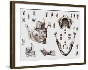 Dental Anatomy-Mehau Kulyk-Framed Photographic Print