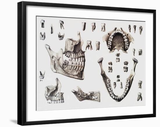 Dental Anatomy-Mehau Kulyk-Framed Photographic Print