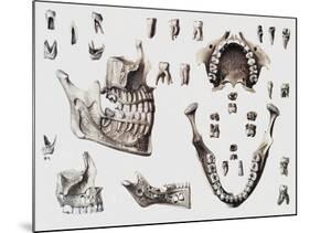 Dental Anatomy-Mehau Kulyk-Mounted Photographic Print