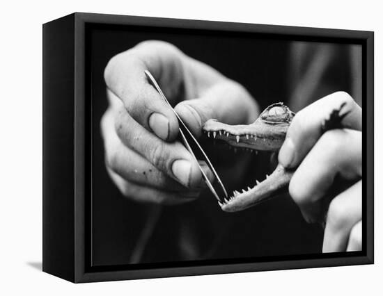 Dental Checkup for Baby Crocodile-null-Framed Stretched Canvas