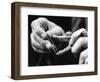 Dental Checkup for Baby Crocodile-null-Framed Photographic Print