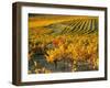 Dentelles de Montmirail, Provence, France-David Barnes-Framed Photographic Print