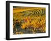 Dentelles de Montmirail, Provence, France-David Barnes-Framed Photographic Print