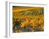 Dentelles de Montmirail, Provence, France-David Barnes-Framed Photographic Print