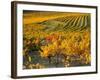 Dentelles de Montmirail, Provence, France-David Barnes-Framed Photographic Print