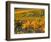 Dentelles de Montmirail, Provence, France-David Barnes-Framed Photographic Print