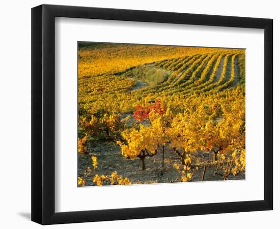 Dentelles de Montmirail, Provence, France-David Barnes-Framed Photographic Print