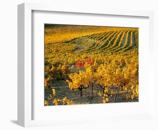 Dentelles de Montmirail, Provence, France-David Barnes-Framed Photographic Print