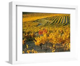 Dentelles de Montmirail, Provence, France-David Barnes-Framed Photographic Print