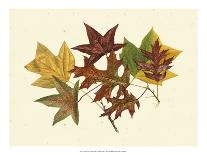 Tulip Tree, Sweet Gum & Scarlet Oak-Denton-Art Print