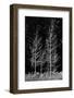 Denuded aspens, Wenatchee National Forest, White River Area, Washington State, USA-Michel Hersen-Framed Photographic Print