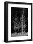 Denuded aspens, Wenatchee National Forest, White River Area, Washington State, USA-Michel Hersen-Framed Photographic Print