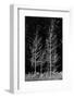 Denuded aspens, Wenatchee National Forest, White River Area, Washington State, USA-Michel Hersen-Framed Photographic Print