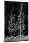 Denuded aspens, Wenatchee National Forest, White River Area, Washington State, USA-Michel Hersen-Mounted Photographic Print