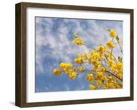 Denver Botanical Gardens, Denver, Colorado, USA-Trish Drury-Framed Premium Photographic Print