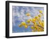 Denver Botanical Gardens, Denver, Colorado, USA-Trish Drury-Framed Premium Photographic Print