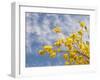 Denver Botanical Gardens, Denver, Colorado, USA-Trish Drury-Framed Premium Photographic Print