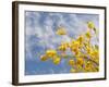 Denver Botanical Gardens, Denver, Colorado, USA-Trish Drury-Framed Photographic Print