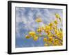 Denver Botanical Gardens, Denver, Colorado, USA-Trish Drury-Framed Photographic Print